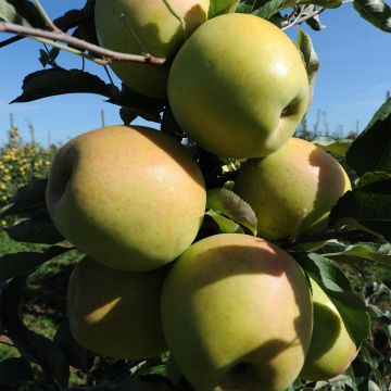 Appelboom Golchard
