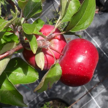 Appelboom Red Love