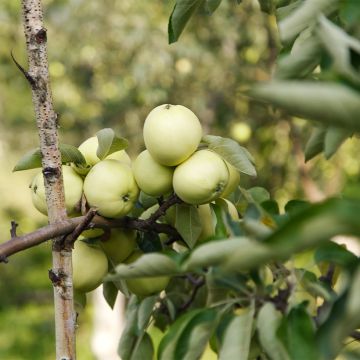 Appelboom Oogstappel (Gele Transparant) BIO