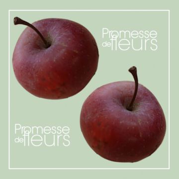 Zuilvormige appelboom Pomfital