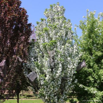 Malus Ivory Spear - Sierappel