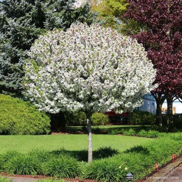 Malus JFS Sparkling Sprite - Appelboom