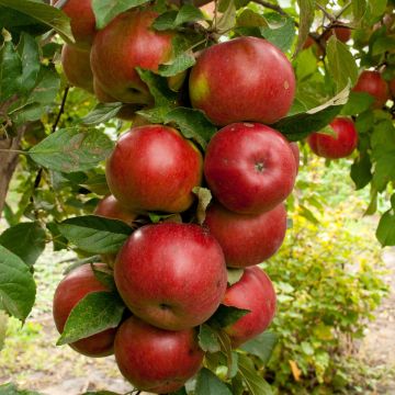 Zuilvormige appelboom Ballerina Polka