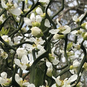 Poncirus trifoliata Flying Dragon - Wilde citroen