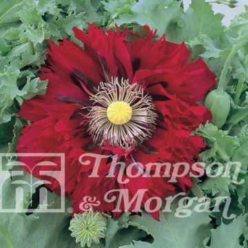 Papaver somniferum Seriously Scarlet (zaad) - Eenjarige slaapbol