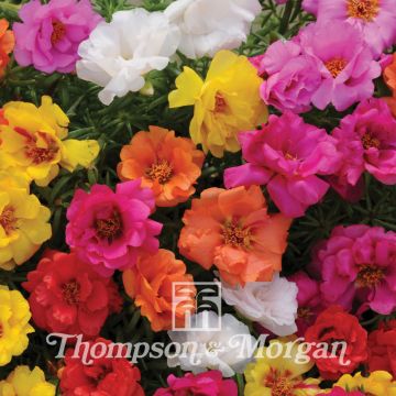 Portulaca grandiflora Happy Hour Mixture (zaad) - Portulakroos