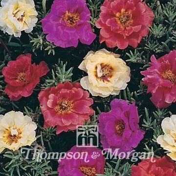 Portulaca grandiflora Kariba Mixed F2 Hybrid (zaad) - Portulakroos