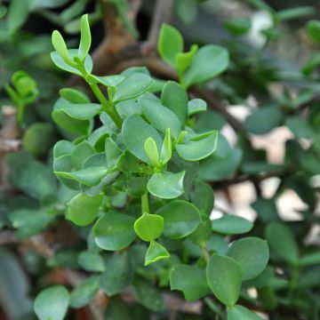 Portulacaria afra Macrophylla - Spekboom