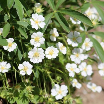 Potentilla alba - Witte ganzerik