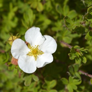 Potentilla fruticosa Bella Bianca - Struikganzerik
