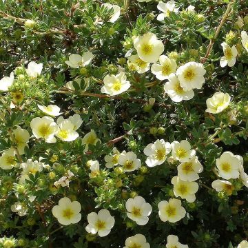 Potentilla fruticosa Creamissima - Struikganzerik
