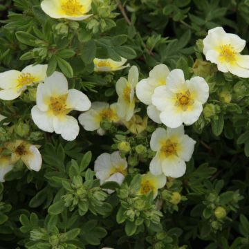 Potentilla fruticosa Limelight - Struikganzerik