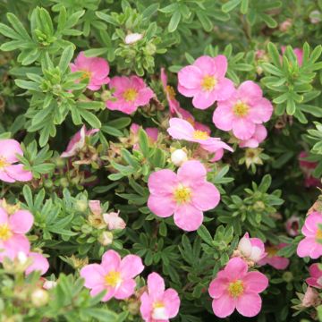 Potentilla fruticosa Lovely Pink - Struikganzerik