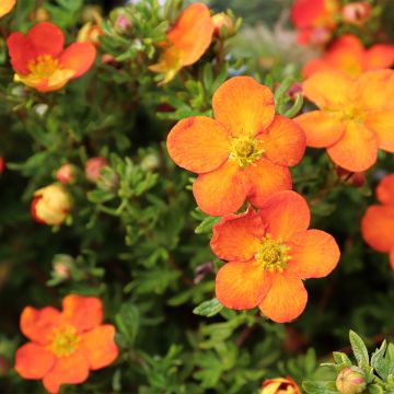 Potentilla fruticosa Orangissima - Struikganzerik