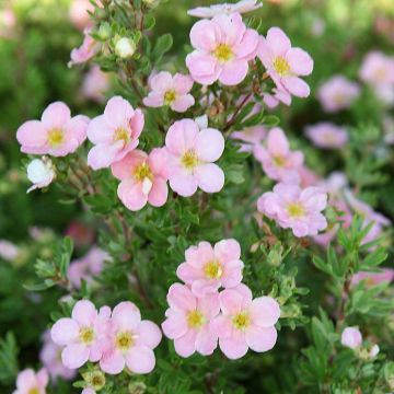 Potentilla fruticosa Pink Beauty - Struikganzerik