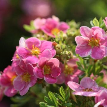 Potentilla fruticosa Pink Paradise - Struikganzerik