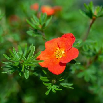 Potentilla fruticosa Red Joker - Struikganzerik