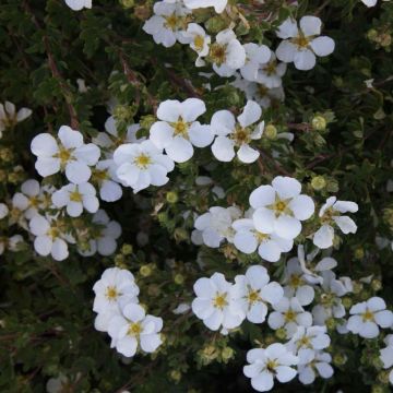 Potentilla fruticosa White Lady - Struikganzerik