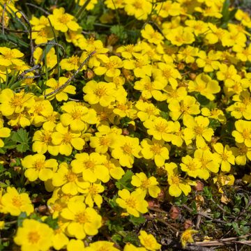 Potentilla verna - Voorjaarsganzerik