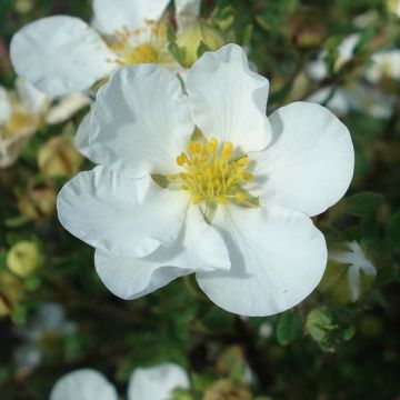 Potentilla fruticosa Abbotswood - Struikganzerik