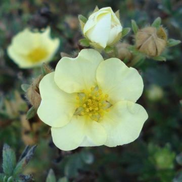 Potentilla fruticosa Primrose Beauty - Struikganzerik