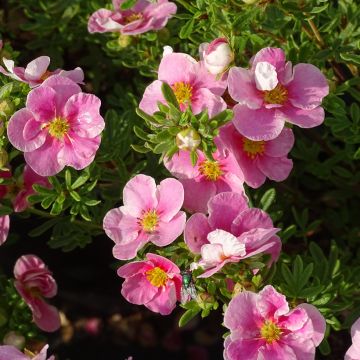 Potentilla fruticosa Bella Rosa - Struikganzerik
