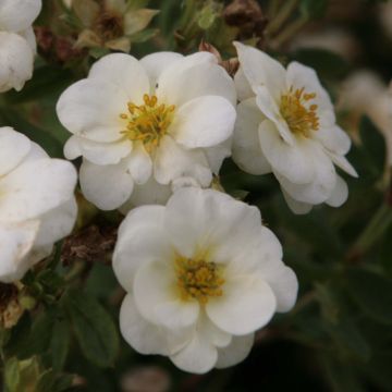 Potentilla fruticosa Creme brulée - Struikganzerik