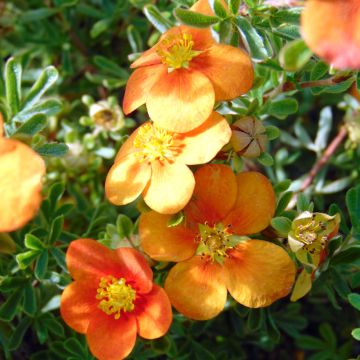 Potentilla fruticosa Hopley's Orange - Struikganzerik