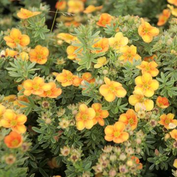 Potentilla fruticosa Mango Tango - Struikganzerik