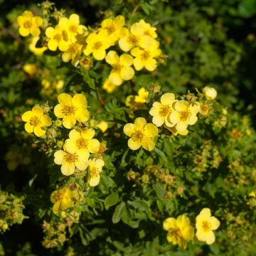 Potentilla fruticosa Sommerflor - Struikganzerik