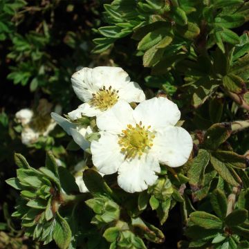 Potentilla fruticosa Tilford Cream - Struikganzerik