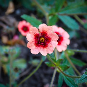Potentilla hopwoodiana - Ganzerik