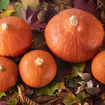 Hokkaido-pompoen Divine F1 (jonge planten)