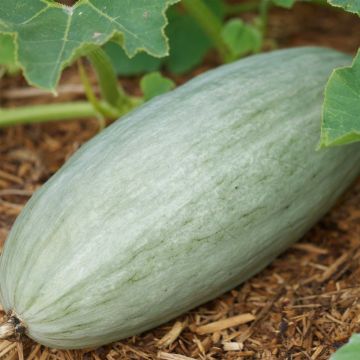 Pompoen Banana Blue BIO - Ferme de Sainte Marthe