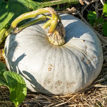 Pompoen Bleu de Hongrie BIO - Ferme de Sainte Marthe