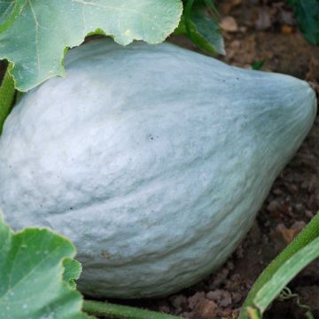 Reuzenkalebas Blue Hubbard BIO - Ferme de Sainte Marthe