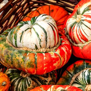 Tulbandpompoen Giraumon Turban - Vilmorin