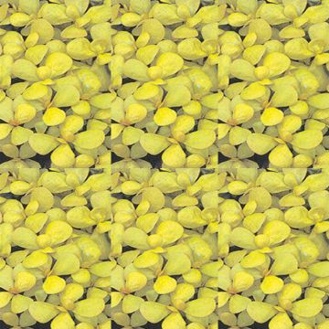 Postelein Goudgele Breedblad