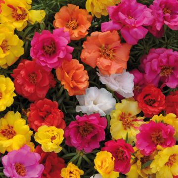 Portulaca grandiflora Sundial Mix - Portulakroos