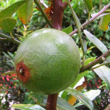 Lucuma - Pouteria obovata