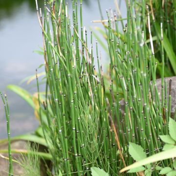 Equisetum hyemale - Schaafstro