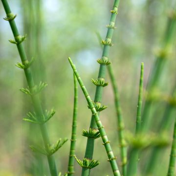 Equisetum fluviatile - Holpijp