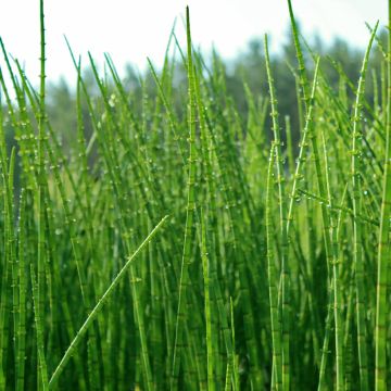 Dwergholpijp - Equisetum scirpoides