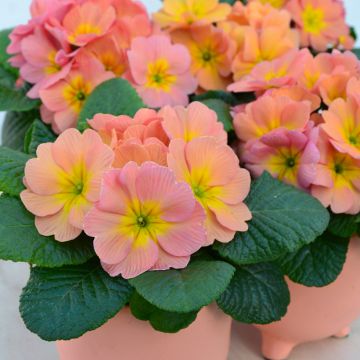 Primula Mango - Stengelloze sleutelbloem
