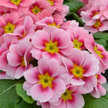 Primula acaulis Ringostar Cherryblossom - Stengelloze sleutelbloem