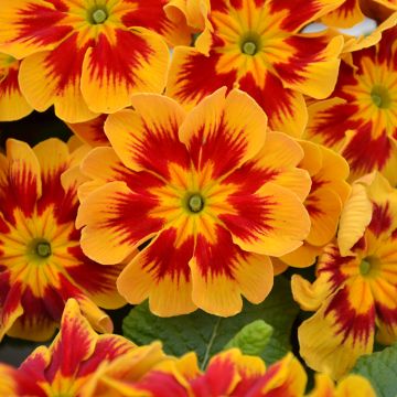 Primula Starfire - Stengelloze sleutelbloem
