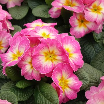 Primula Lipstick - Stengelloze sleutelbloem