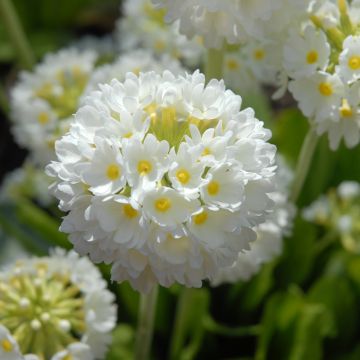 Primula denticulata Alba - Kogelprimula