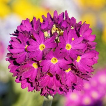 Primula denticulata Rubin - Kogelprimula