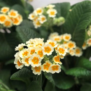 Primula elatior Cream Orange Eye - Slanke sleutelbloem